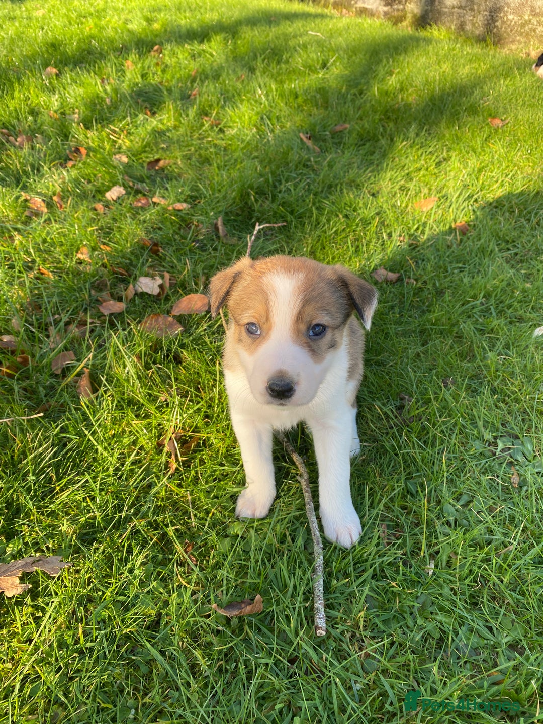 Mixed Breed dogs for sale: Beautiful Welsh Collie x Border Collie Puppies - Advert 9
