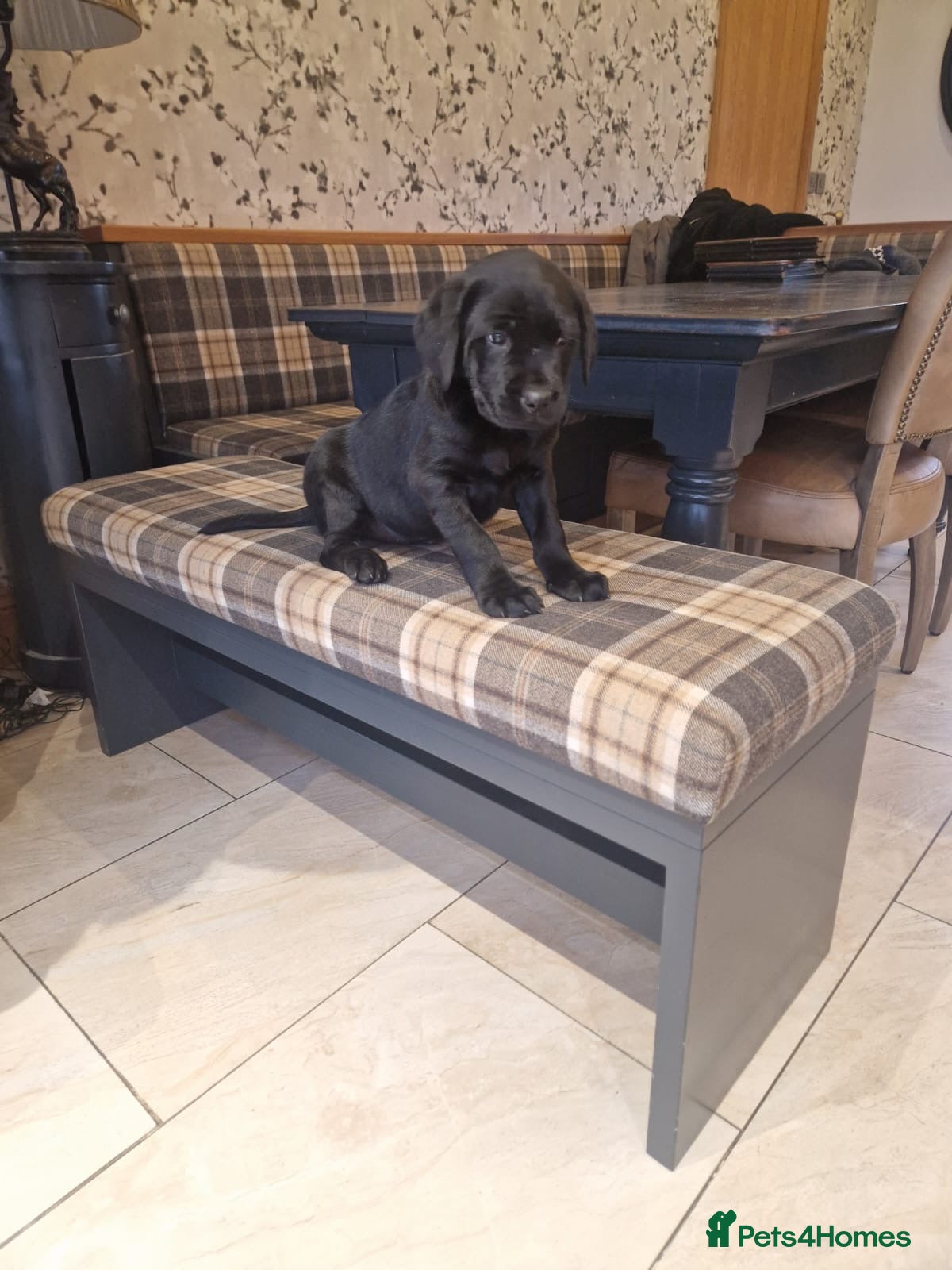 Mixed Breed dogs Adorable rotadors  - Advert 4