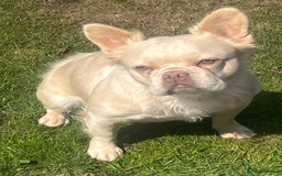 French Bulldog dogs for sale: Gorgeous fluffy Frenchie female  - Image 14