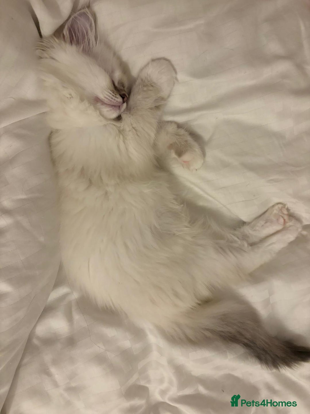 Ragdoll cats for sale: Ragdoll Kitten TICA chocolate tabby cherubim - Advert 3