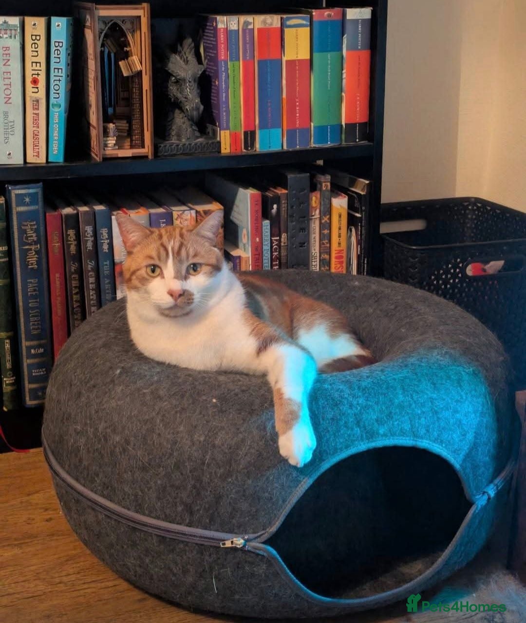 Domestic Shorthair cats Gizmo - Advert 8