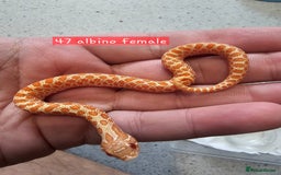 Snake reptiles for sale: Western Hognose Snakes  - Image 3