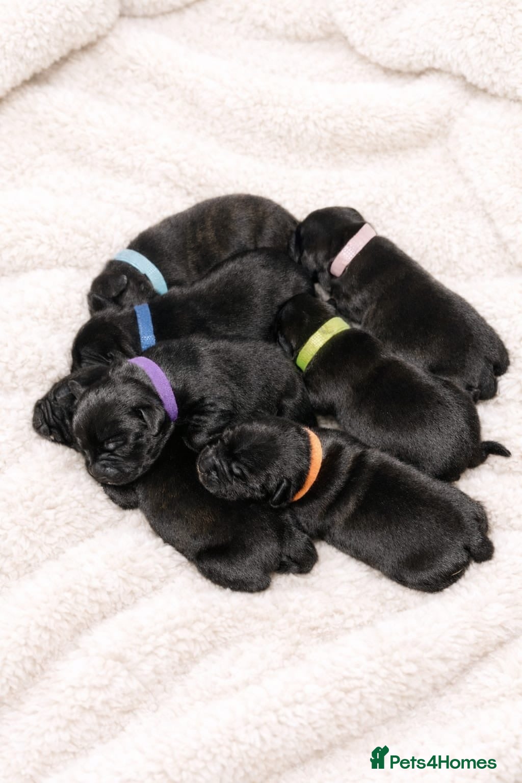 Staffordshire Bull Terrier dogs Beautiful staffy pups for sale  - Advert 7