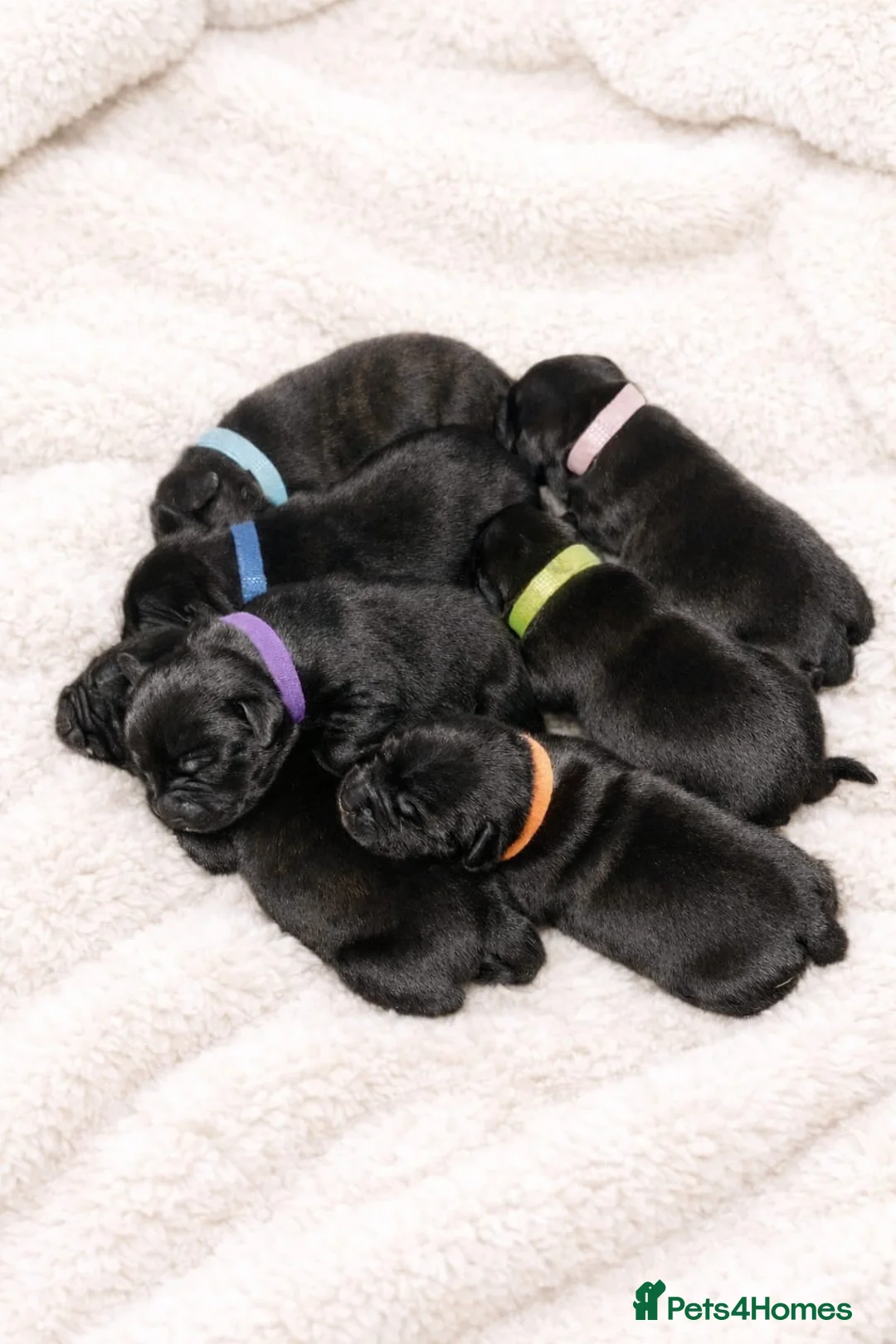 Staffordshire Bull Terrier dogs for sale: Beautiful staffy pups for sale  - Advert 2