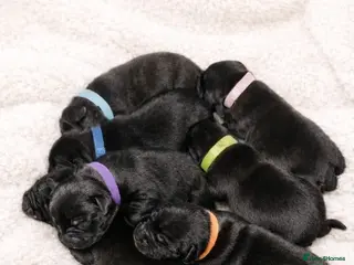 Staffordshire Bull Terrier dogs Beautiful staffy pups for sale - Advert 7