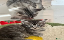 Maine Coon cats for sale: Stunning Mainecoon Kittens - Image 13