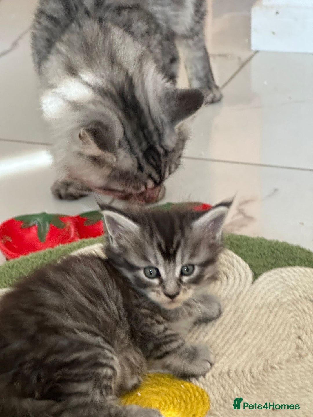 Maine Coon cats for sale: Stunning Mainecoon Kittens - Image 13