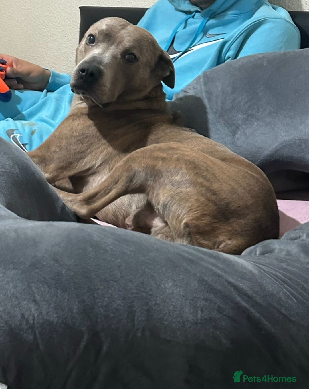 Staffordshire Bull Terrier dogs for sale: Benji - Image 3