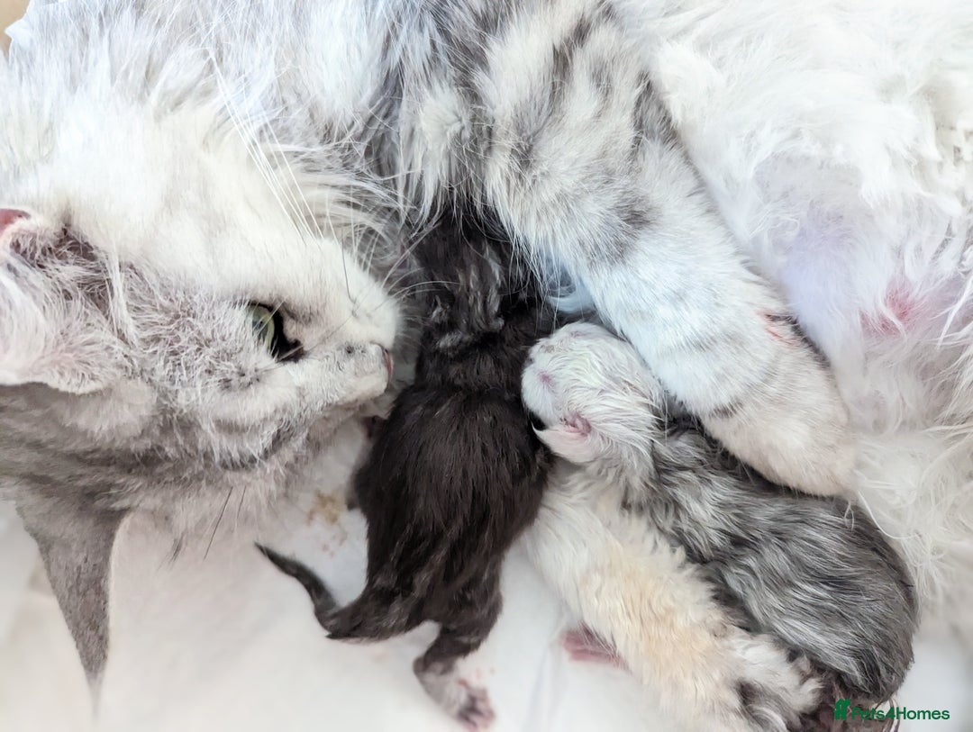 Maine Coon cats for sale: Sweet Maine Coon Kittens  - Image 6