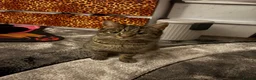 British Shorthair cats for sale: 3 tabby kittens - Advert 1
