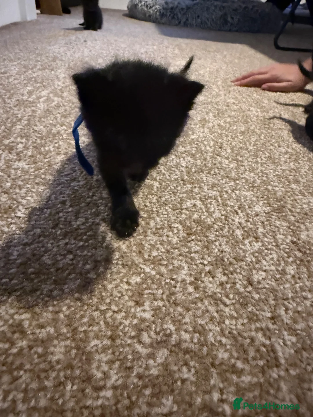 Domestic Shorthair cats for sale: 4 kittens available  in Sutton Coldfield - Advert 2