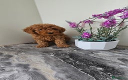 Toy Poodle dogs for sale: Beautiful Red Toy Poodle Puppies - Image 23