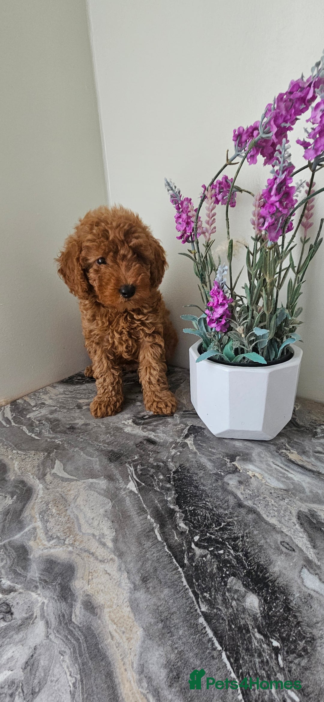 Toy Poodle dogs for sale: Beautiful Red Toy Poodle Puppies - Image 23