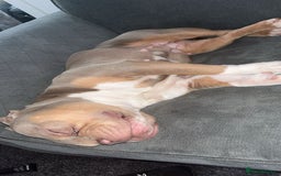 American Bully dogs for sale: Female pocket bully lilac & tan  - Image 2