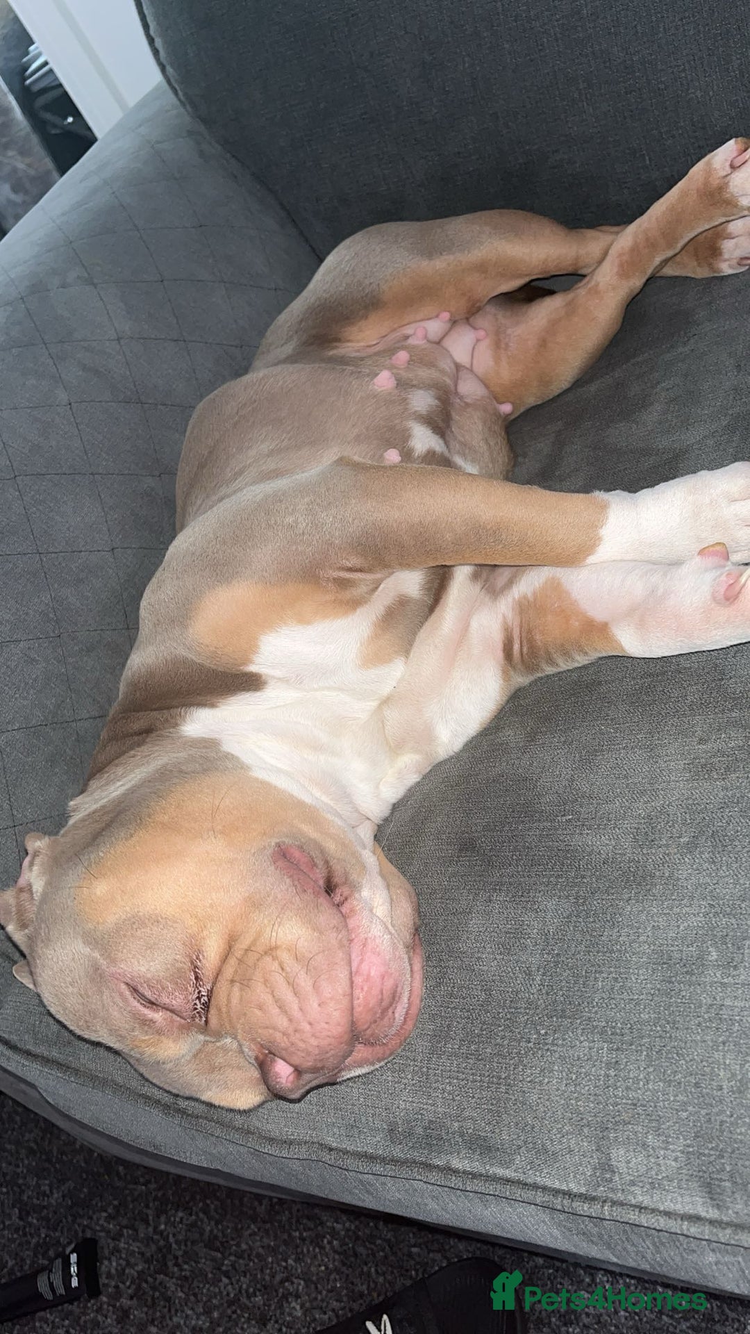 American Bully dogs for sale: Female pocket bully lilac & tan  - Image 2