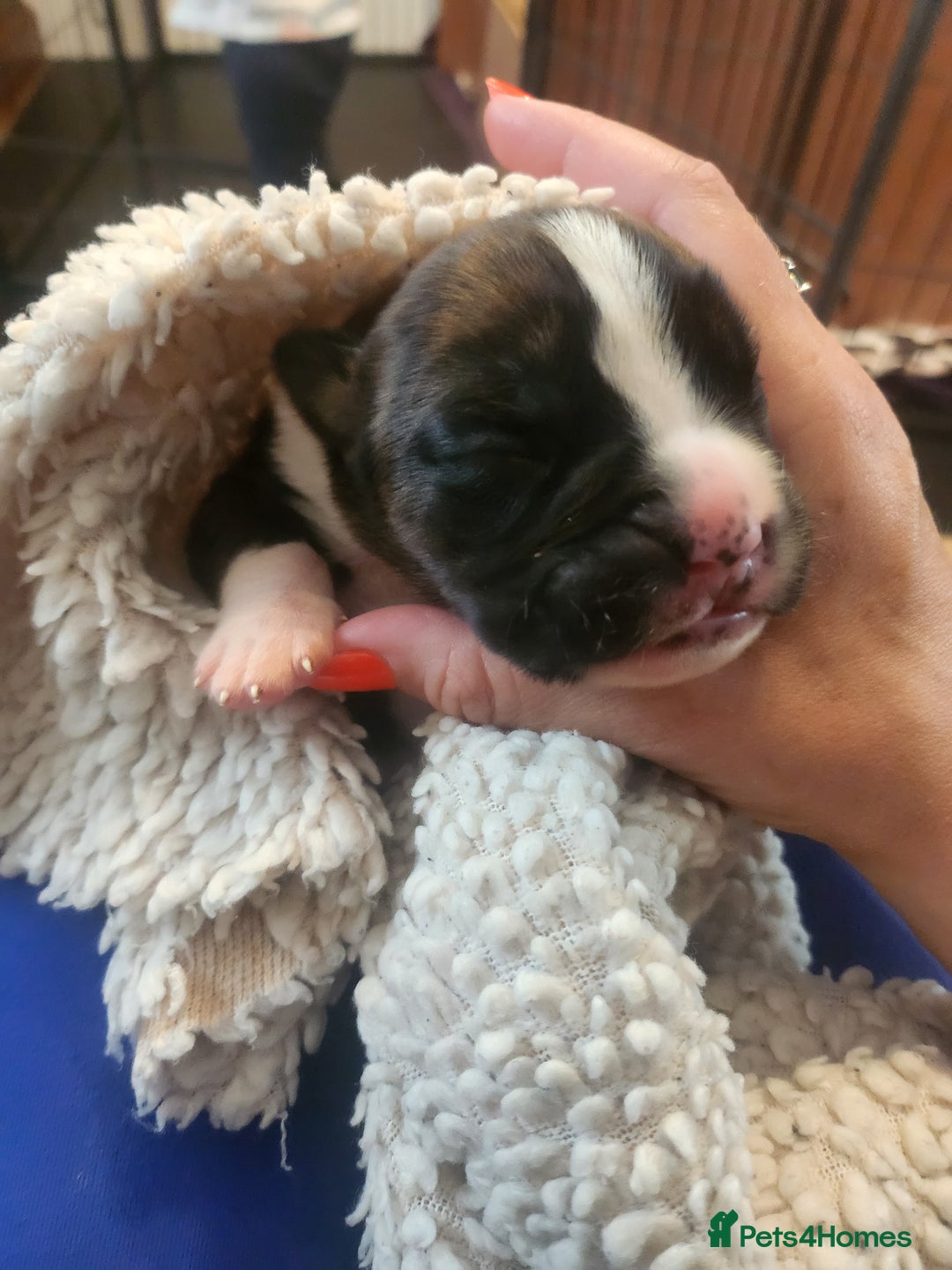 Boxer dogs for sale: 🌟KC REG BOBTAIL BOXER PUPS🌟 - Image 16