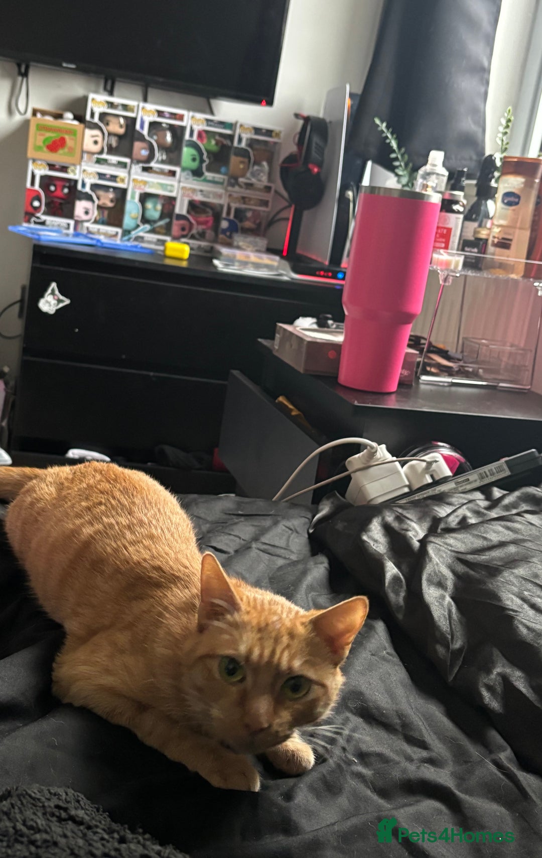 Mixed Breed cats for sale: Gorgeous Kittens Ready For A New Home!  - Advert 1