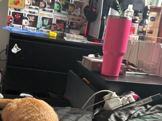 Mixed Breed cats Gorgeous Kittens Ready For A New Home! - Advert 1