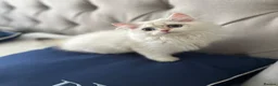British Shorthair cats for sale: READY NOW! Pedigree kittens  - Advert 13