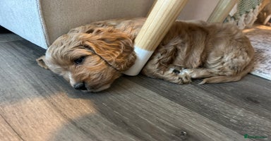 Cavapoo dogs Rare unique moyen Cavapoos - Advert 11