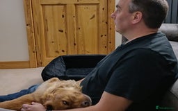 Cocker Spaniel dogs for adoption: Handsome & loyal REGGIE needs a new Loving Home - Image 15