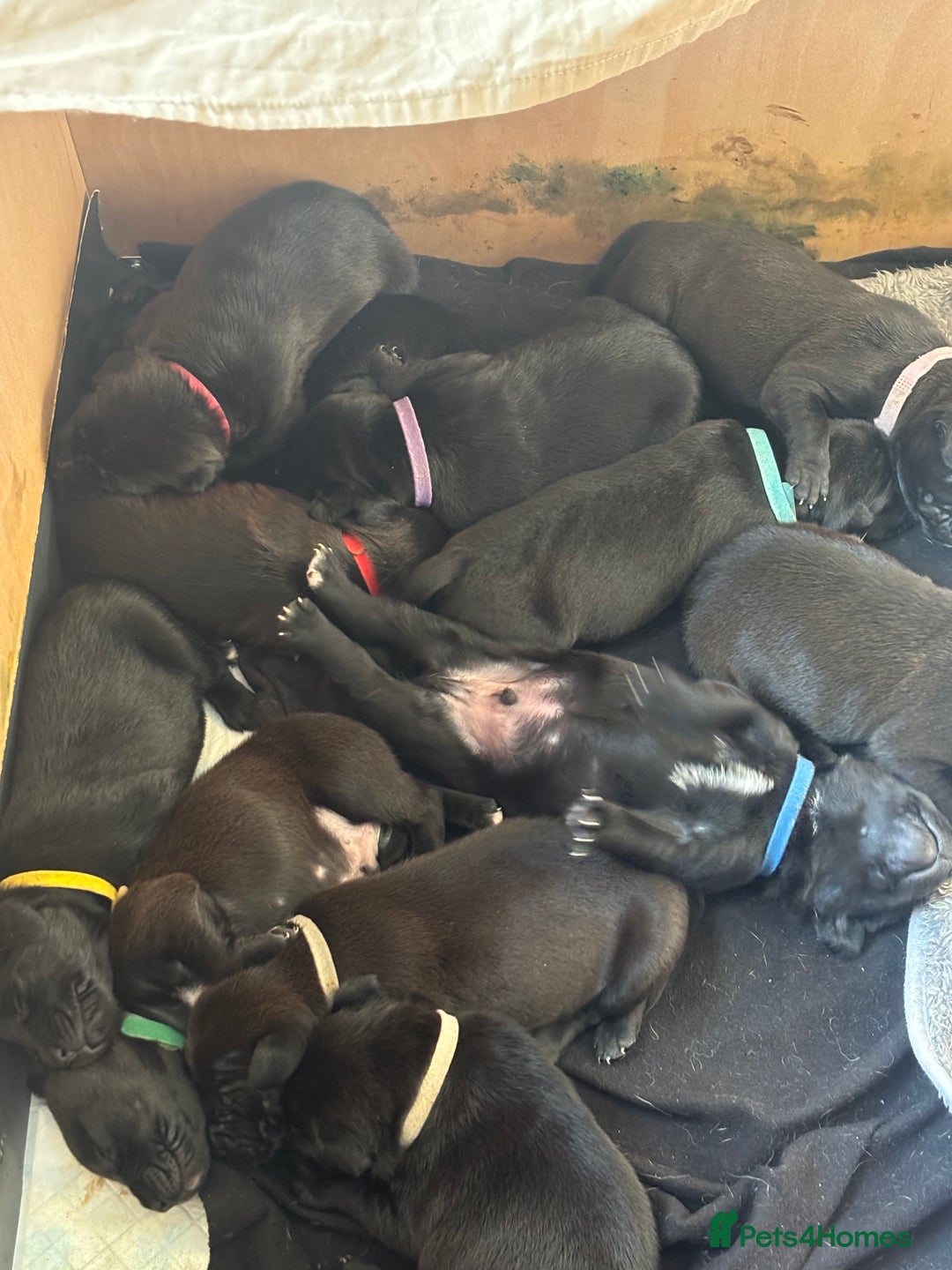 Mixed Breed dogs for sale: Beautiful Staffadors 4 weeks old  - Advert 2