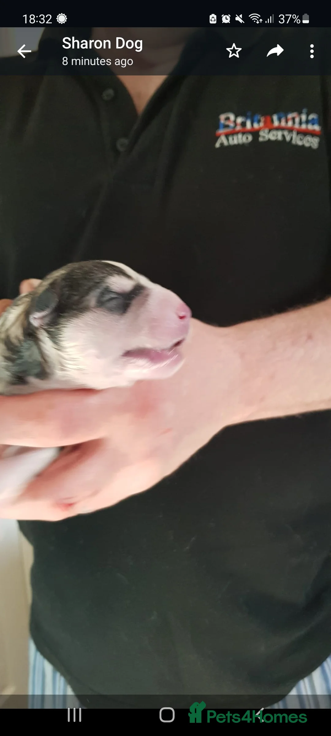 Siberian Husky dogs for stud: BLUE EYED HUSKY FOR STUD in Doncaster - Advert 20