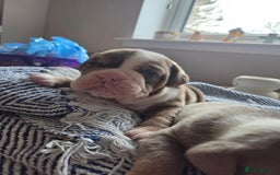 English Bulldog dogs for sale: Beautiful New english bulldogges  - Image 7