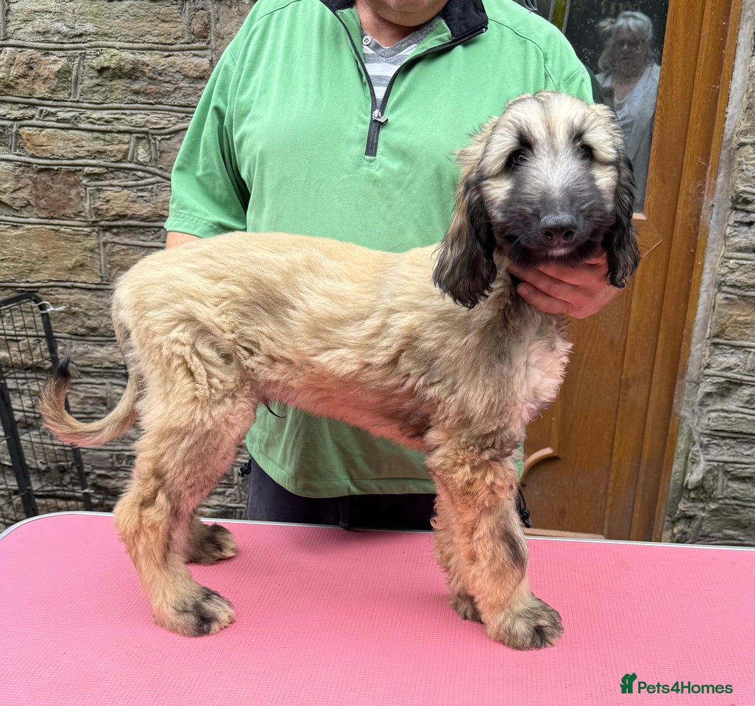 Afghan Hound dogs for sale: KC Registered Afghan Hound Puppies For Sale  - Image 5