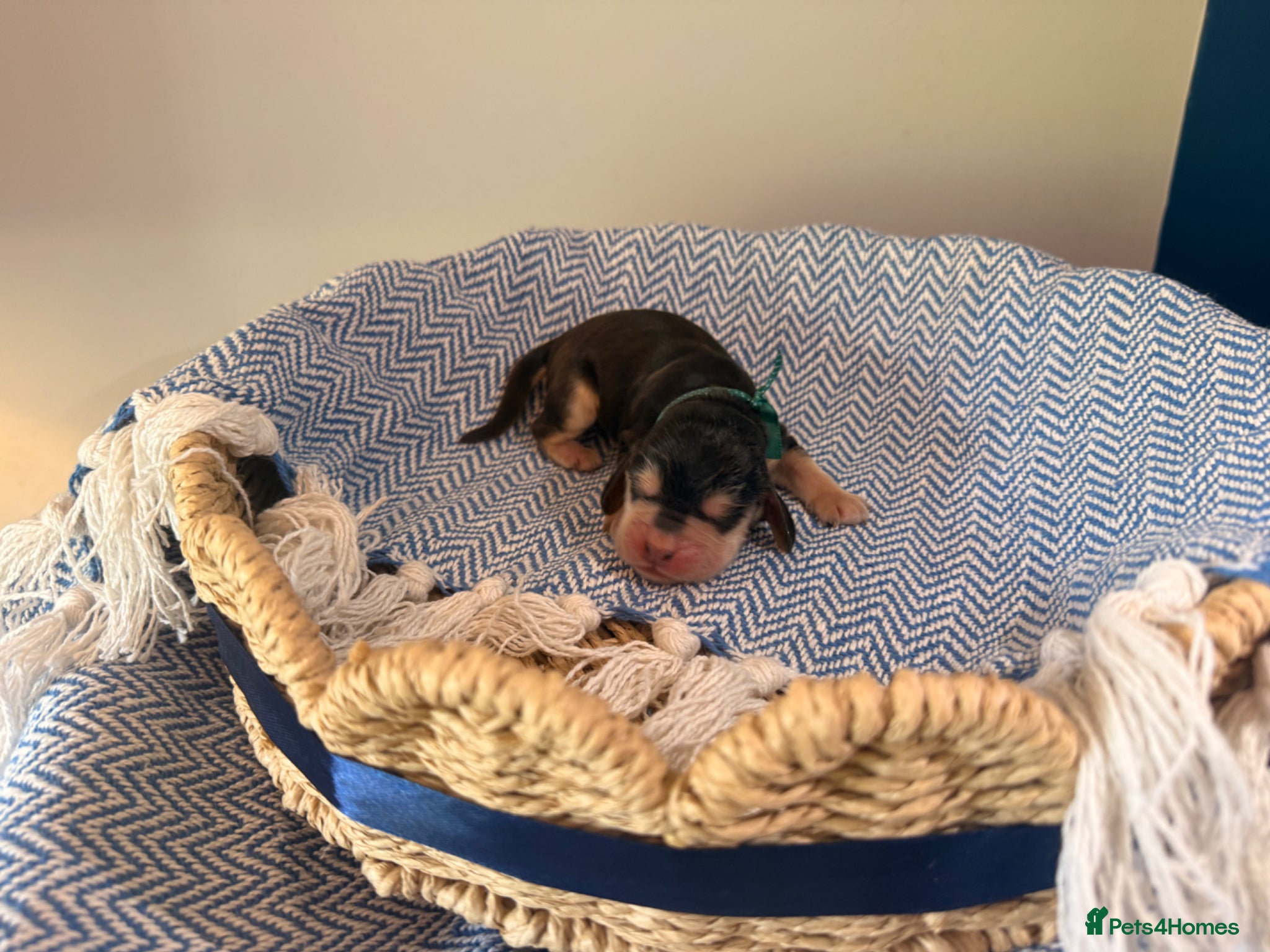 Cocker Spaniel dogs Outstanding KC registered Cocker Spaniel Puppies  - Advert 1