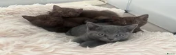 British Shorthair cats for sale: 🏆 British Shorthair Kittens🏆 - Advert 4