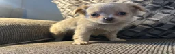 Chihuahua dogs for sale: Perfect Russian line chihuahua  - Advert 7