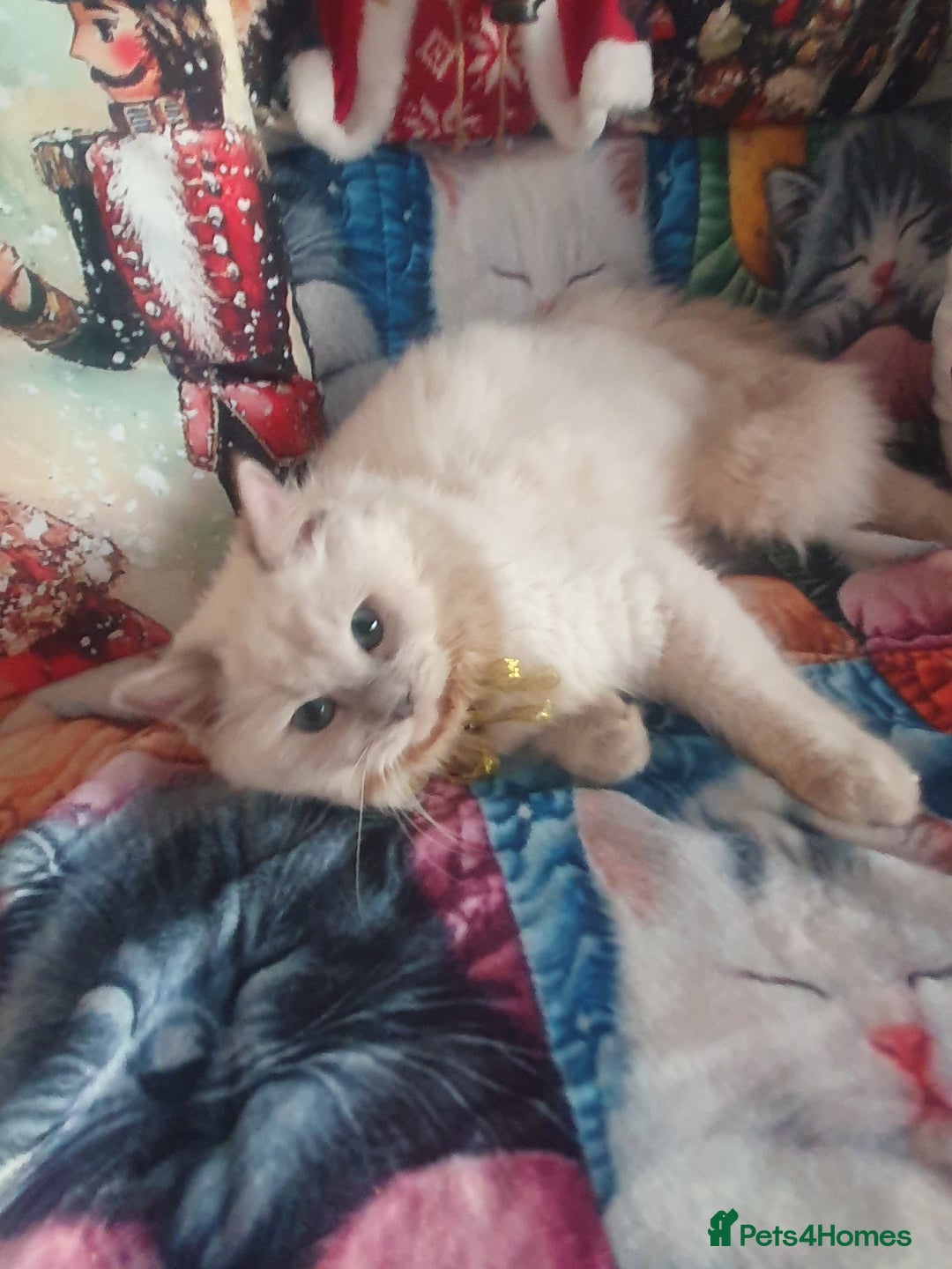 Ragdoll cats for sale: Mink & traditional Ragdolls - Advert 20