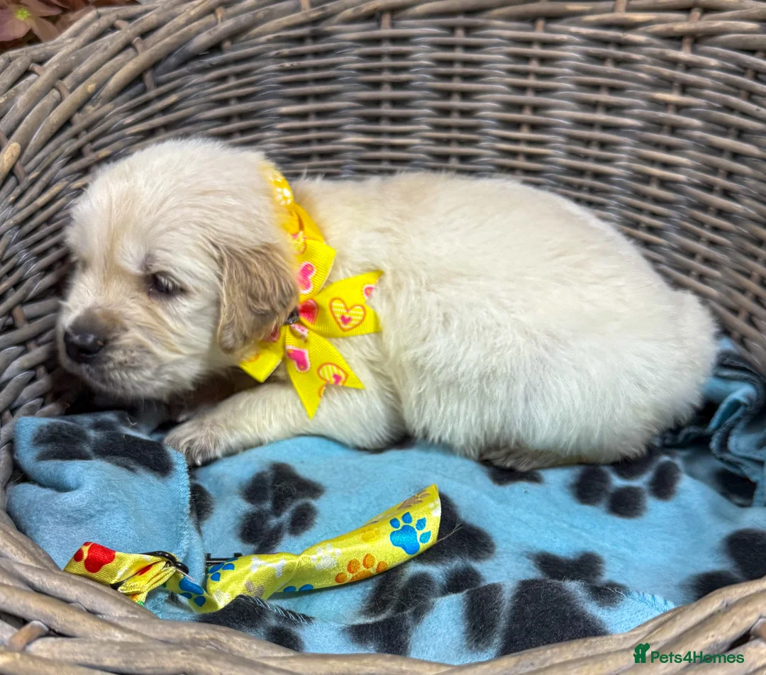 Golden Retriever dogs for sale: Stunning Kc registered golden retrievers - Advert 6