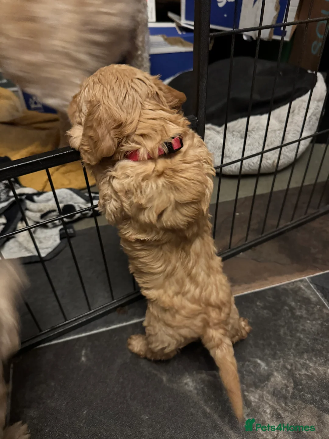 Cockapoo dogs for sale: Wonderful Litter of Cockerpoos, in Belper - Advert 12