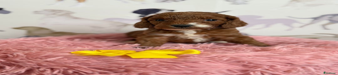 Cockapoo Puppy 5