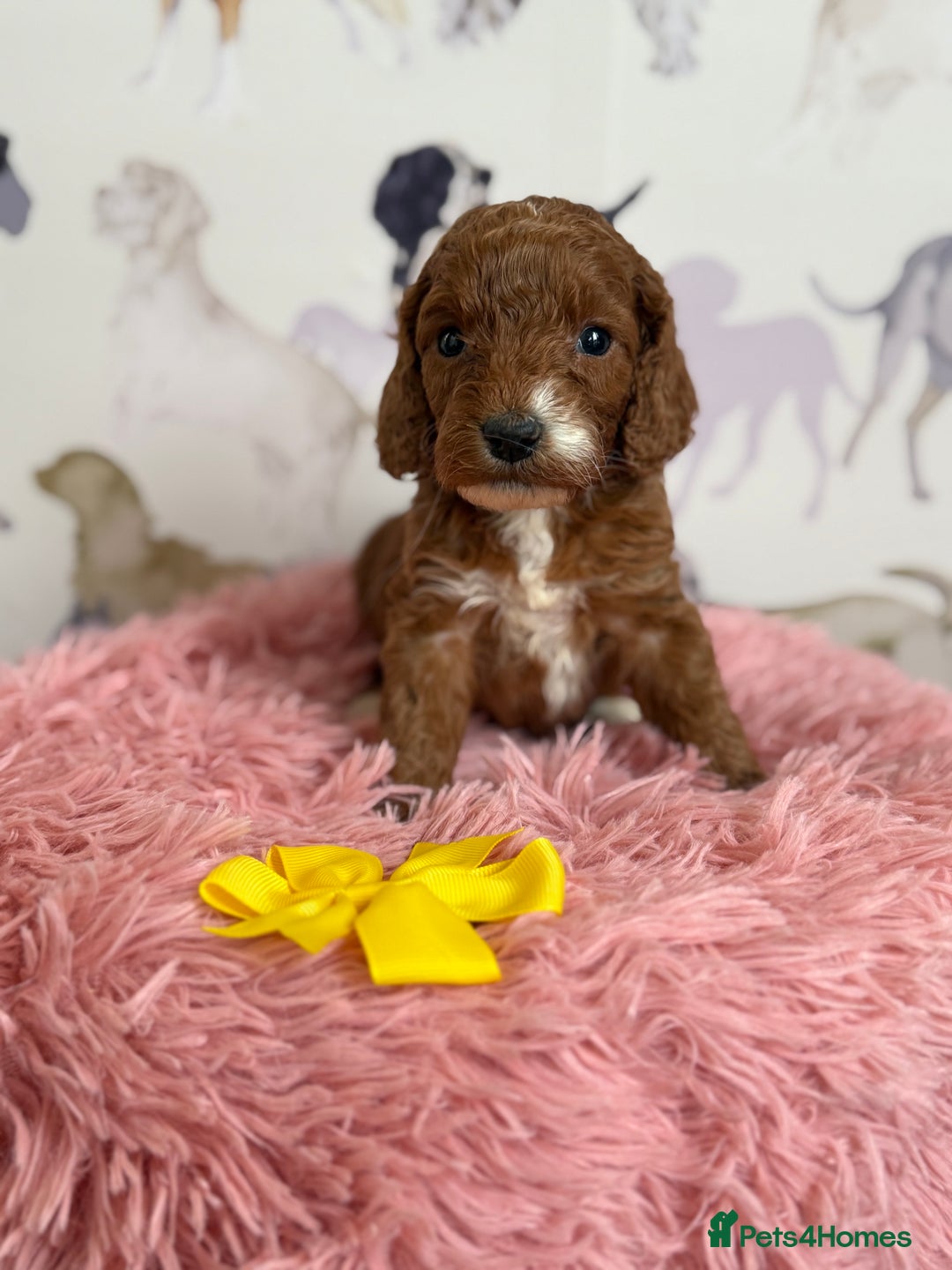 Cockapoo dogs for sale: F1 Cockapoo’s **fully DNA tested** - Image 7