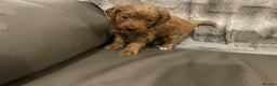Toy Poodle dogs for sale: Toy poodle puppies  - Advert 1