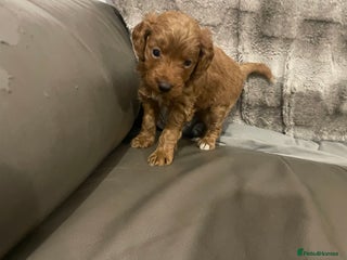 Toy Poodle dogs - Advert 7