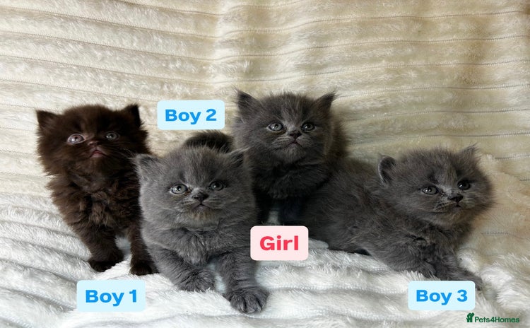British Longhair cats British Long/Short Hair Adorable Kittens - Advert 5