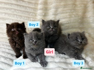 British Longhair cats for sale: British Long/Short Hair Adorable Kittens - Advert 1