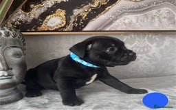 Staffordshire Bull Terrier dogs for sale: Chunky little staffy pups - Image 20