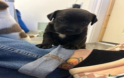 Jack Russell dogs for sale: Beautiful Jack Russell Pups 1 boy/ 1 girl  - Image 20