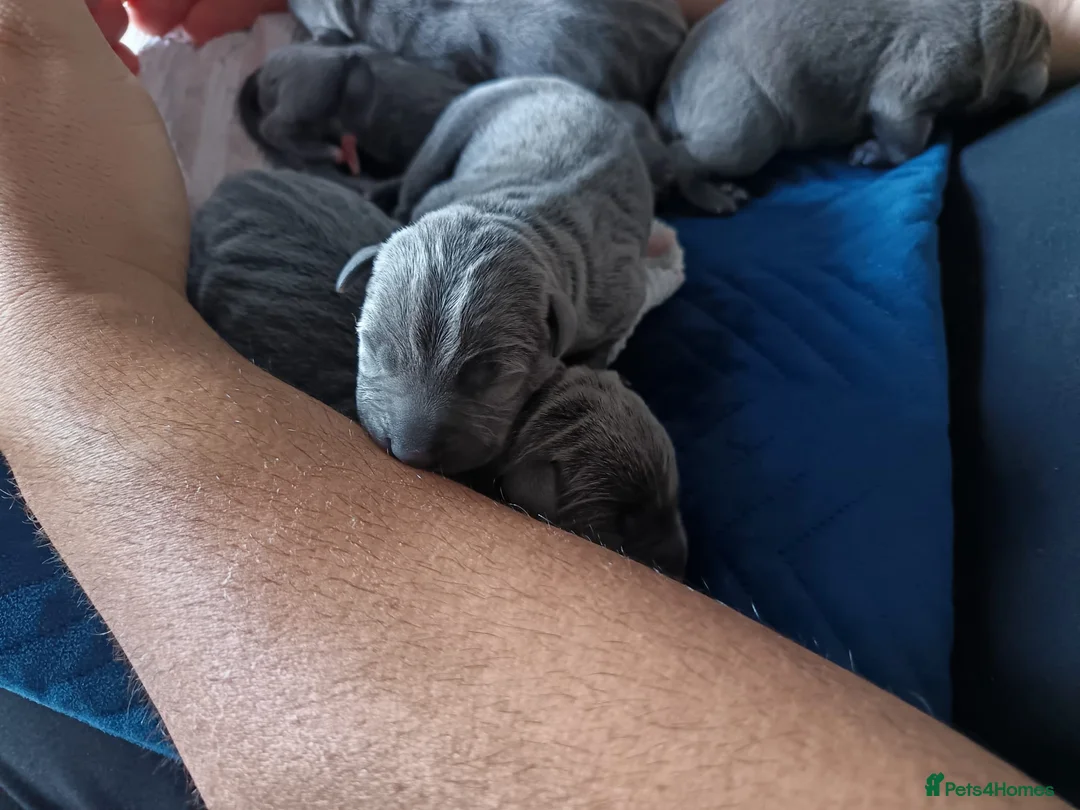 Staffordshire Bull Terrier dogs for sale: Full blue staffy pups - Advert 2