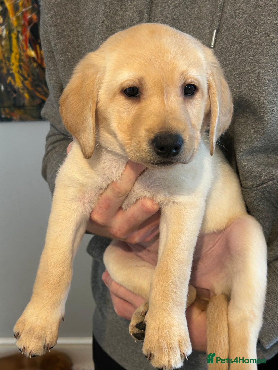 Labrador Retriever dogs for sale: Beautiful Labrador Puppies - Advert 10