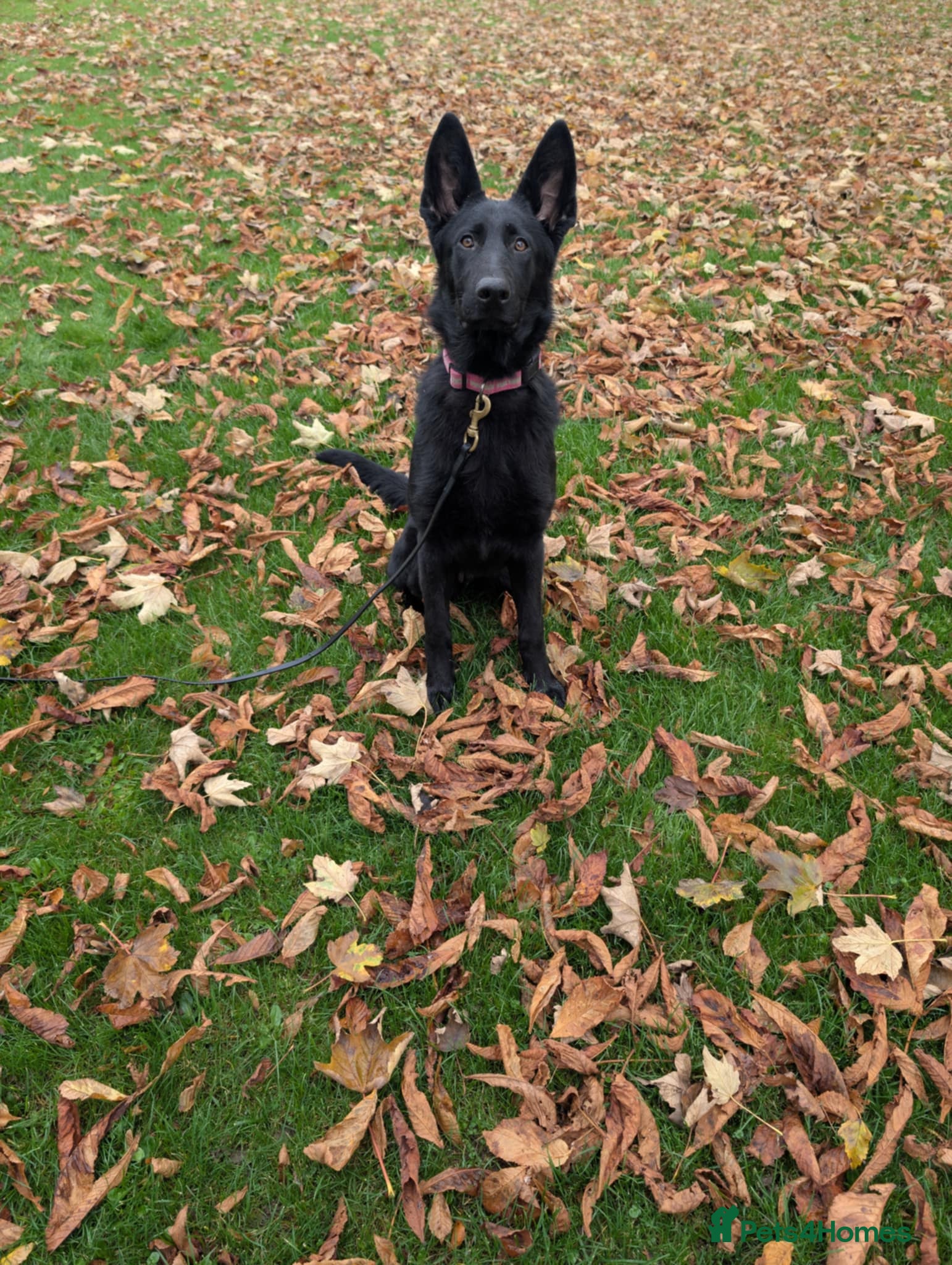 German Shepherd dogs German Shepherd female  - Advert 11