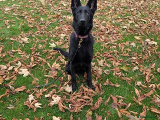 German Shepherd dogs German Shepherd female - Advert 1