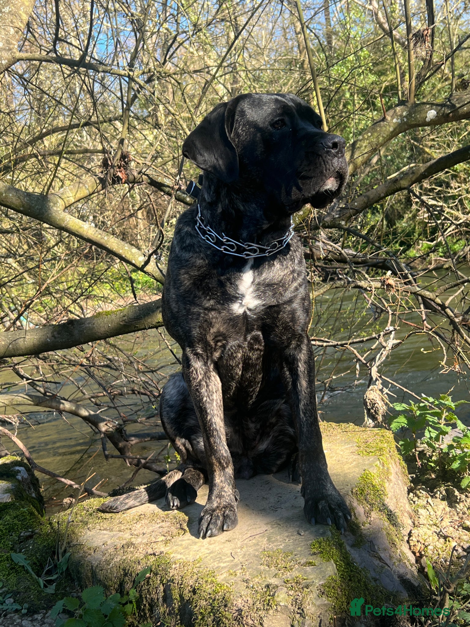 Cane Corso dogs Female Cane Corso - Advert 3