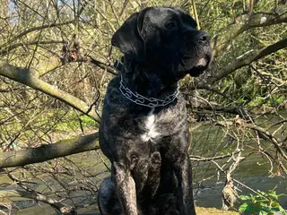 Cane Corso dogs Female Cane Corso - Advert 3