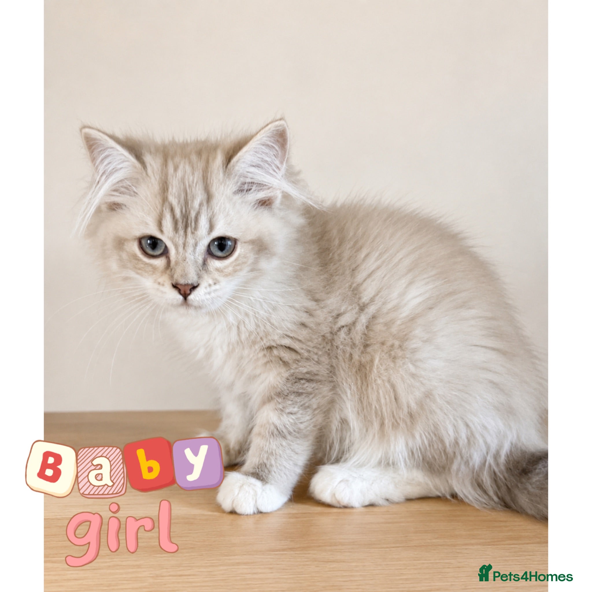 Ragdoll cats Ragdoll & Ragdoll cross kittens - Advert 1